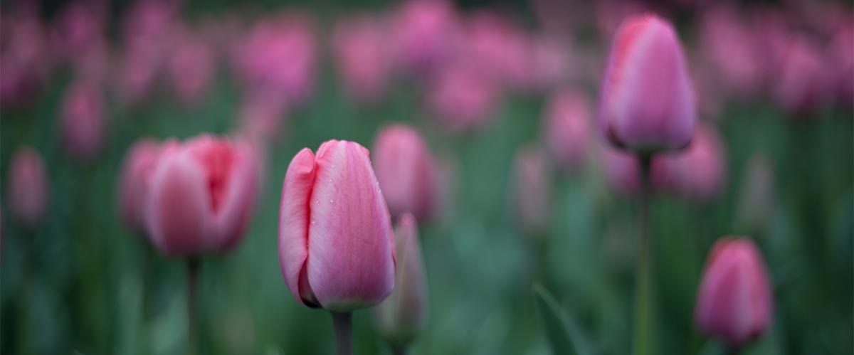 Council - Friends of the Public Garden