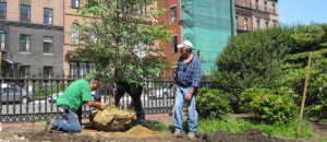 Tree Planting at the Pubic Garden
