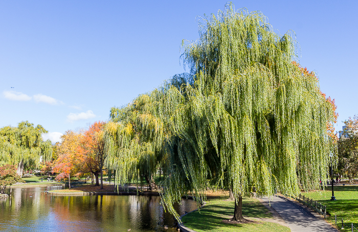 Willows trees at the lagoon edge in the Boston Public Garden