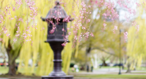 banner image, cherry tree blossoms near Japanese Lantern