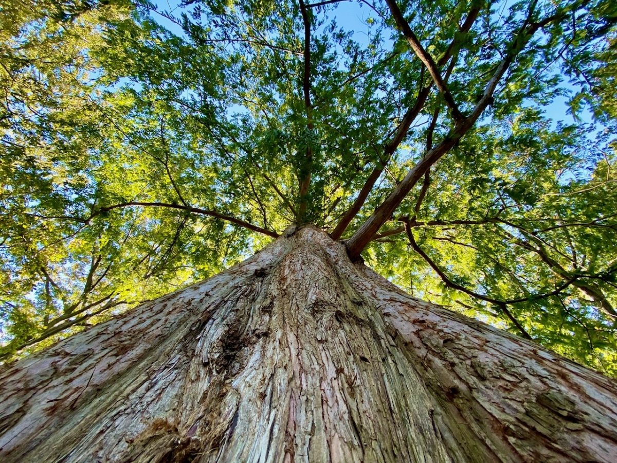 Meet the Trees: The Dawn Redwood | April 13, 2020 - Friends of the ...