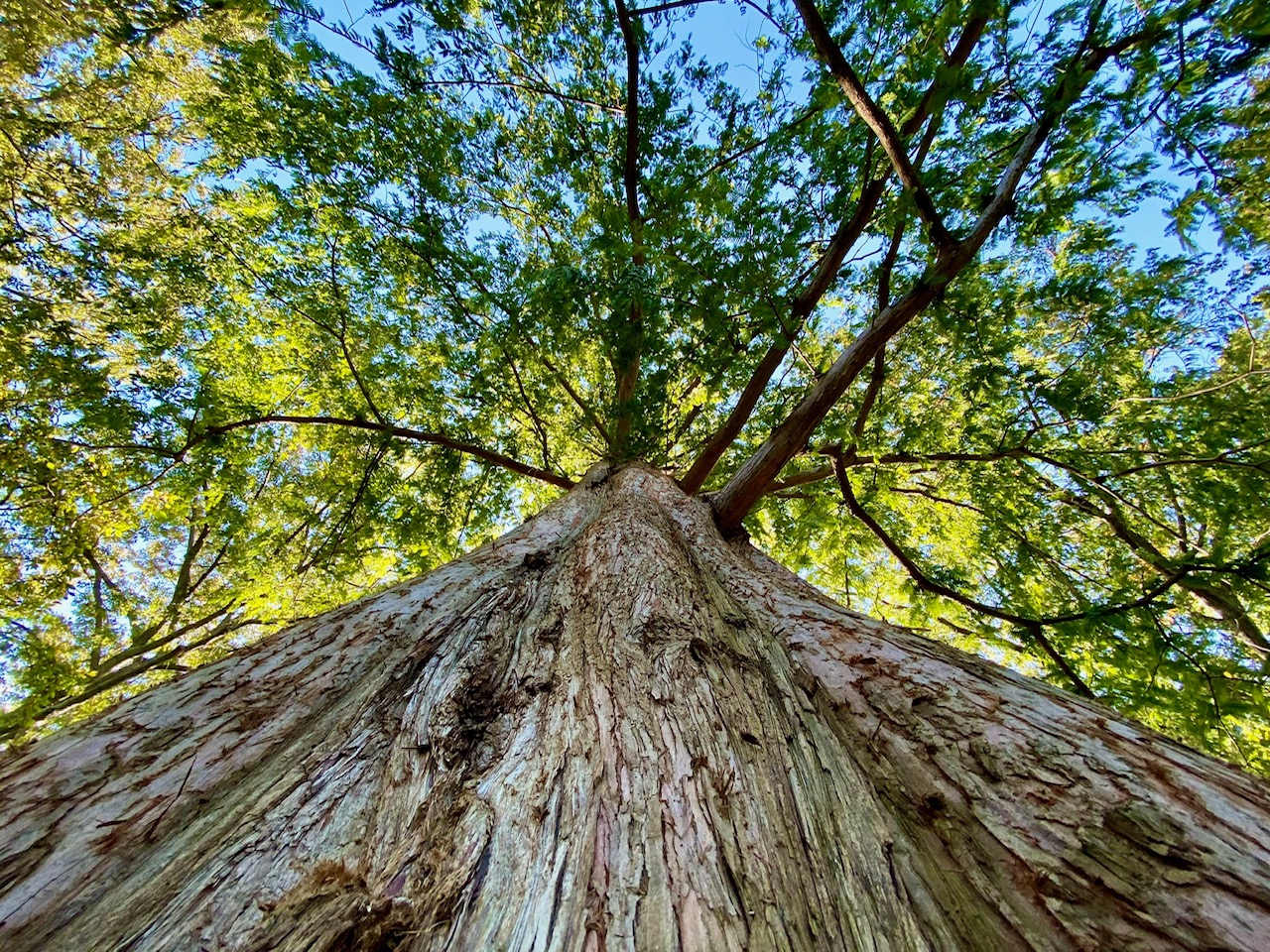 redwood trees leaves