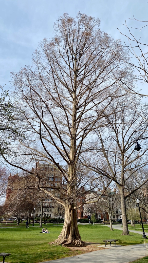 metasequoia glyptostroboides lose their leaves