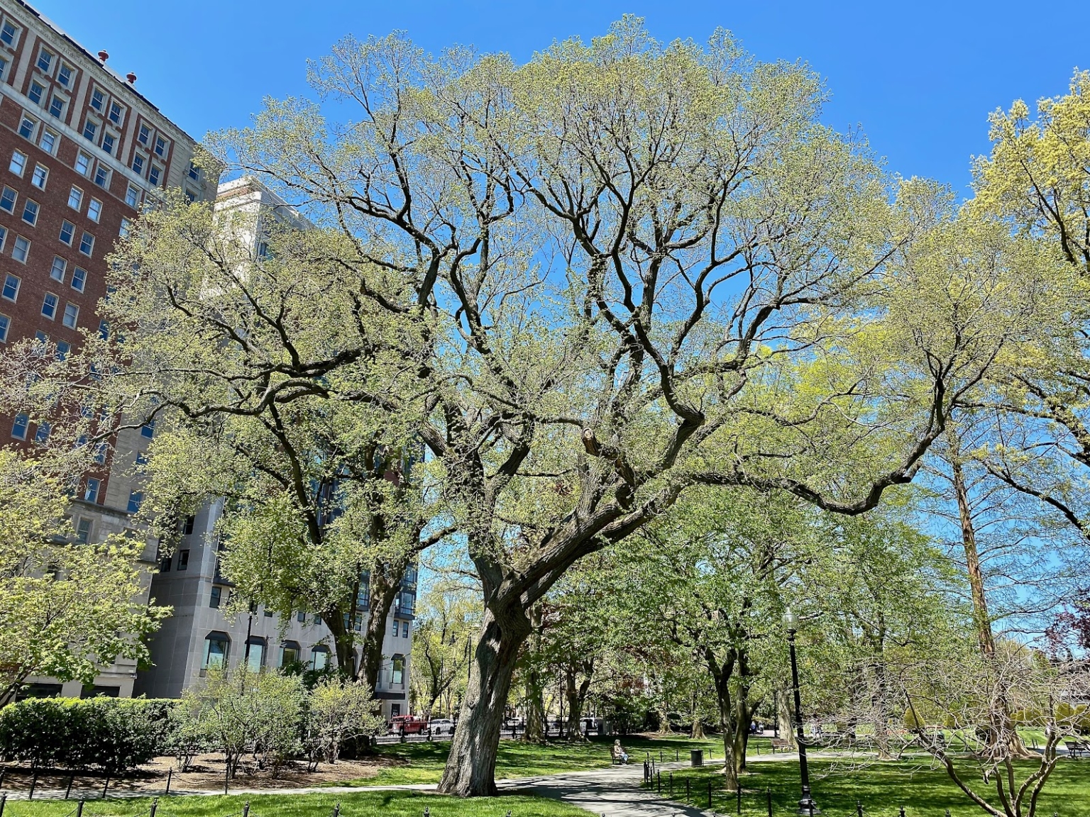 Meet The Trees The Elms June 17, 2020 Friends of the Public Garden